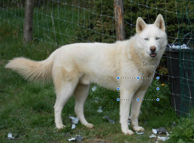 Cherche famille pur Husky très craintif et fugueur Thorga10