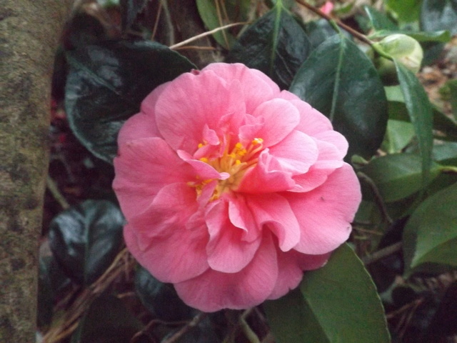 Camellia 2018 Dscf5326