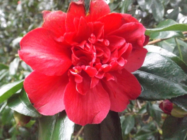 Camellia 2018 Dscf5327