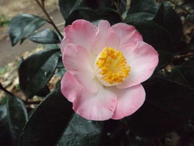Camellia 2018 Dscf5330