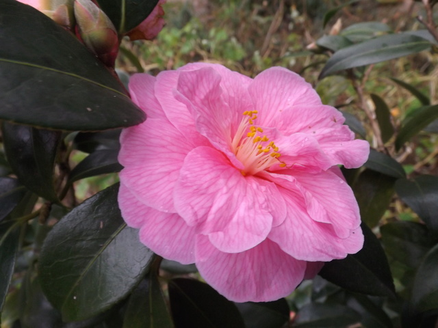 Camellia 2018 Dscf5331