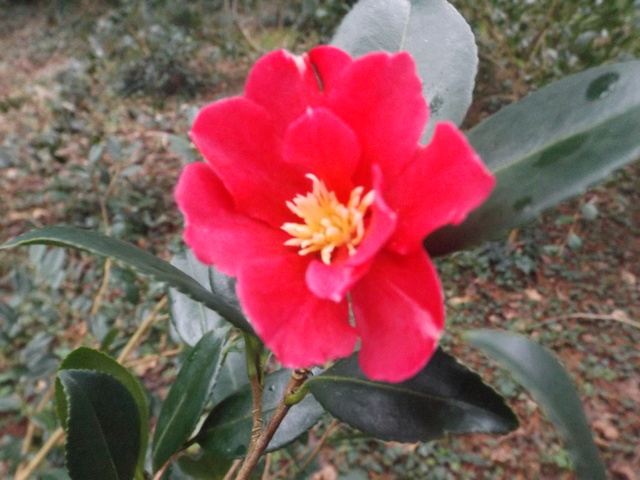 Camellia 2018 Dscf5334