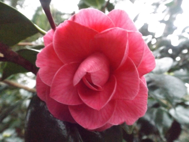 Camellia 2018 Dscf5335