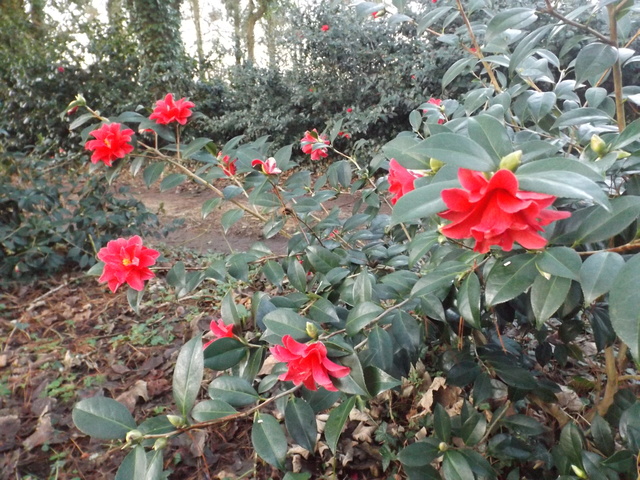 Camellia 2018 Dscf5336