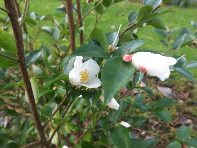 Camellia 2018 Dscf5337