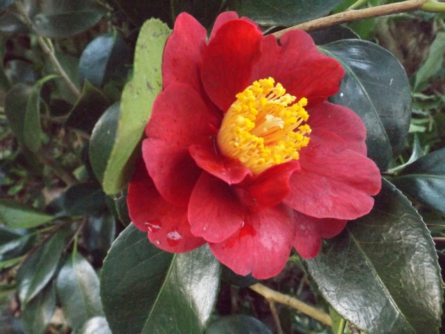Camellia 2018 Dscf5411