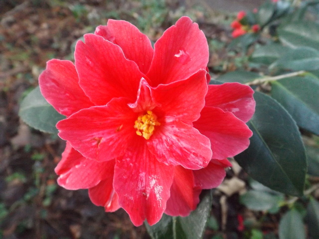 Camellia 2018 Dscf5413