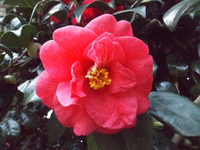 Camellia 2018 Dscf5415