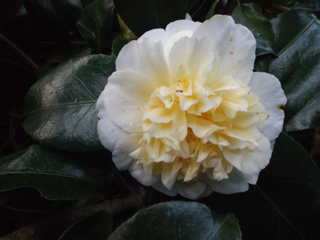 Camellia 2018 Dscf5416