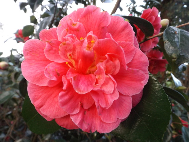 Camellia 2018 Dscf5418