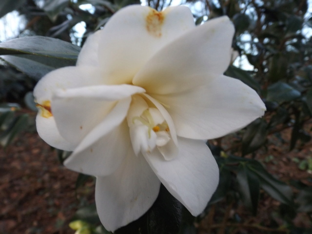 Camellia 2018 Dscf5421