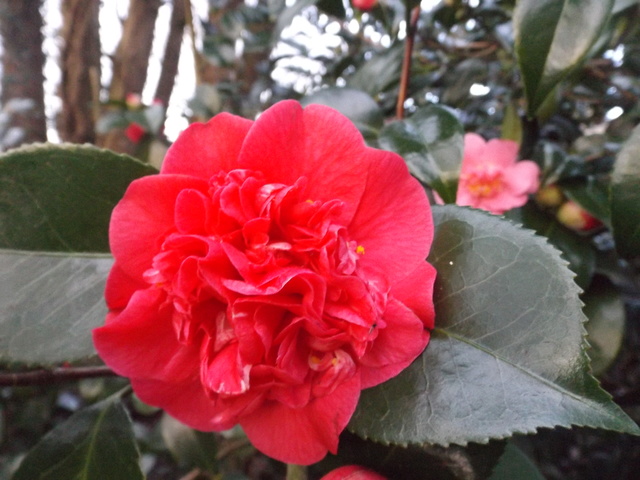 Camellia 2018 Dscf5422