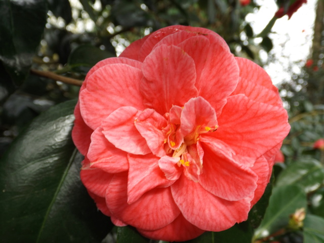 Camellia 2018 - Page 2 Dscf5527