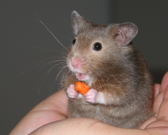 Nos amis les hamsters