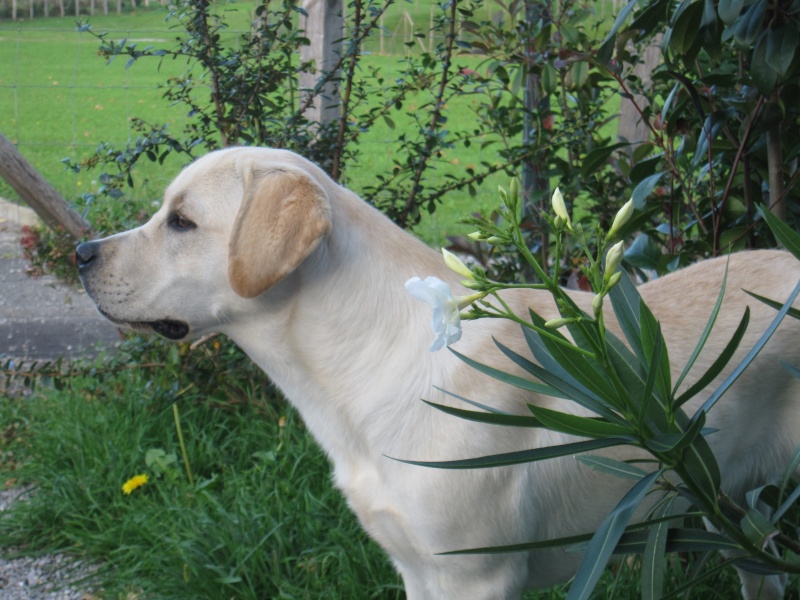 Concours photos : "Mon lab dans la nature..." - Page 6 07910