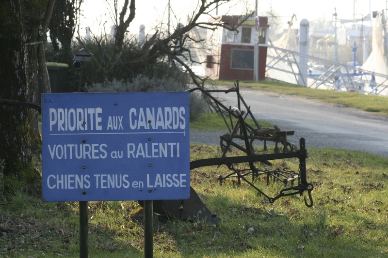 Charente Maritime (17) Mortagne sur Gironde, 32 km sud-est de Royan sur le bord de l'estuaire de la Gironde/PKP/SG* Canard10