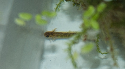Naissance larve tylototriton verrucosus 05042010