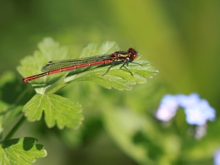 [Pyrrhosoma nymphula & Ischnura elegans] Début de saison pour les odonates Img_6818