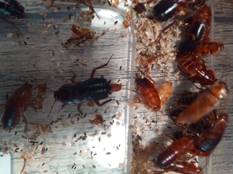 Mon élevage de blattes Red Runners Img_2015