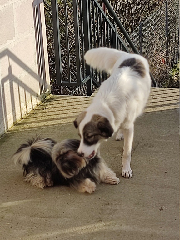 NATTY - chiot femelle, de taille moyenne à l'âge adulte - née environ en avril 2021 - (fourrière de Targu Neamt) - REMEMBER ME LAND - Adoptée par Marie Ange (57)  16411410