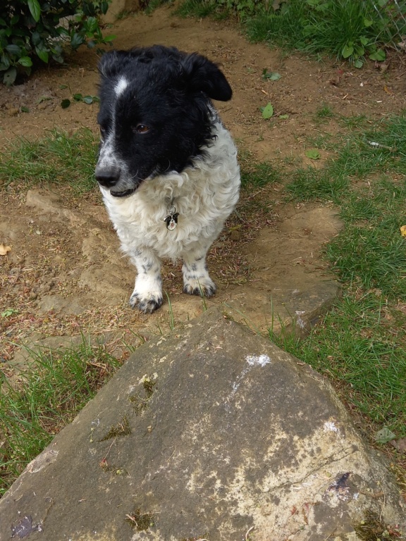 SHEEP - mâle, typé border, de taille petite à moyenne - né en mai 2016 - REMEMBER ME LAND - Adopté par Marie (72)  20220511