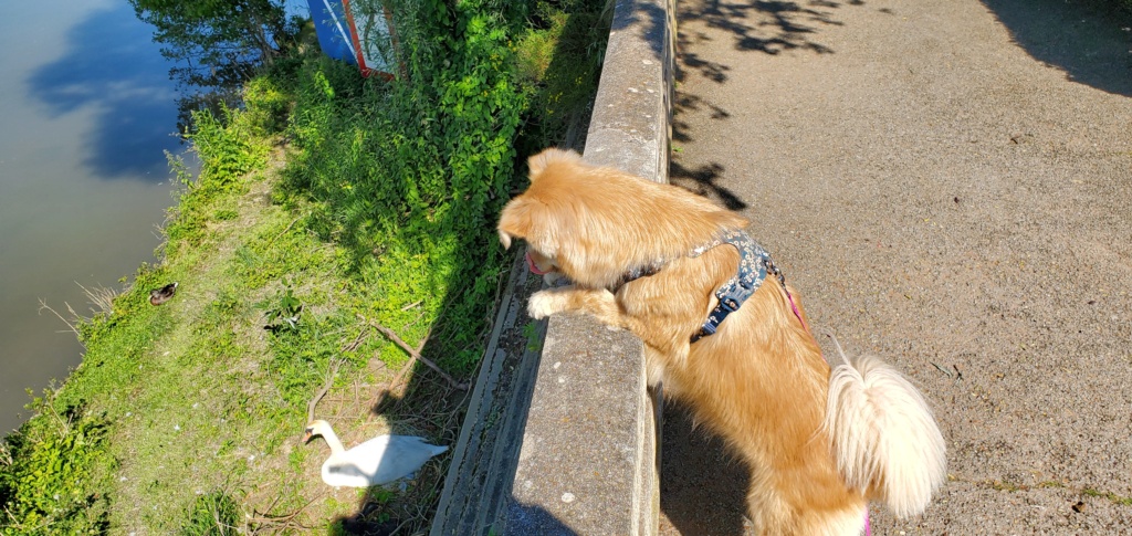 PENNY (ex PENELOPE) - chiot femelle, de taille moyenne à l'âge adulte - née environ en avril 2022 - au Centre RM (Pascani) - Adoptée par Julie (94)  - Page 2 20240612