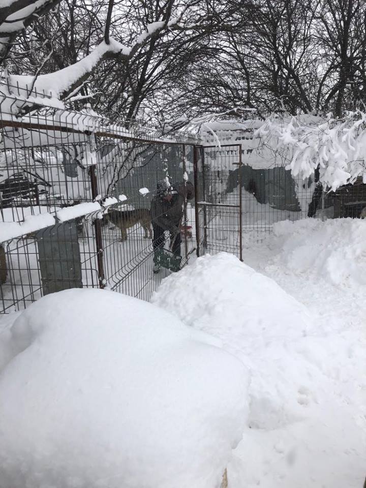 Refuge de Carmina - à proximité de Bucarest 343