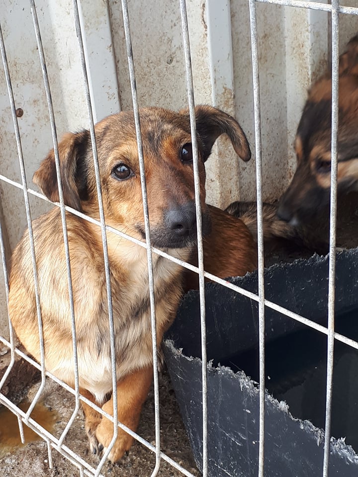 MISTY (ex ARCADY) - !! + de 4 ANS DE BOX !! femelle croisée de taille petite à moyenne, née mai 2017 - (PASCANI) - REMEMBER ME LAND - Adoptée par Laurine (55) Arcady10