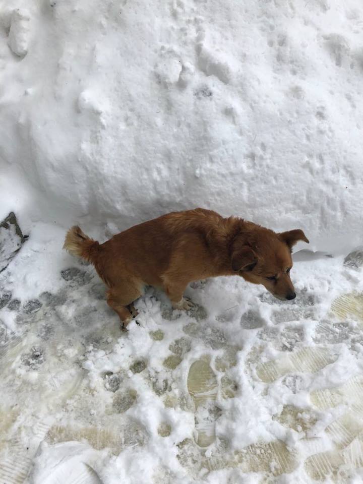 GASTON (ex BENJI) - mâle croisé corgi PARALYSE qui remarche !!! né en 2016 (Pascani) - Adopté par Gaëlle (83) Benji11