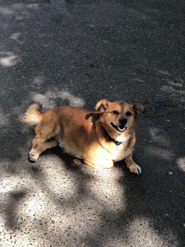 GASTON (ex BENJI) - mâle croisé corgi PARALYSE qui remarche !!! né en 2016 (Pascani) - Adopté par Gaëlle (83) - Page 2 Benji15