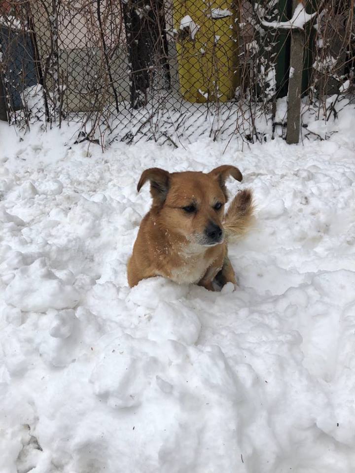 GASTON (ex BENJI) - mâle croisé corgi PARALYSE qui remarche !!! né en 2016 (Pascani) - Adopté par Gaëlle (83) Benji510