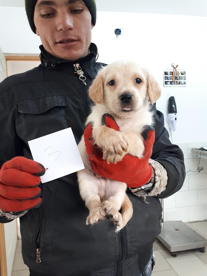 BINGO - magnifique mâle croisé golden retriever sable de taille moyenne adulte, né en octobre 2018. (PASCANI) - REMEMBER ME LAND - DECEDE Bingo10