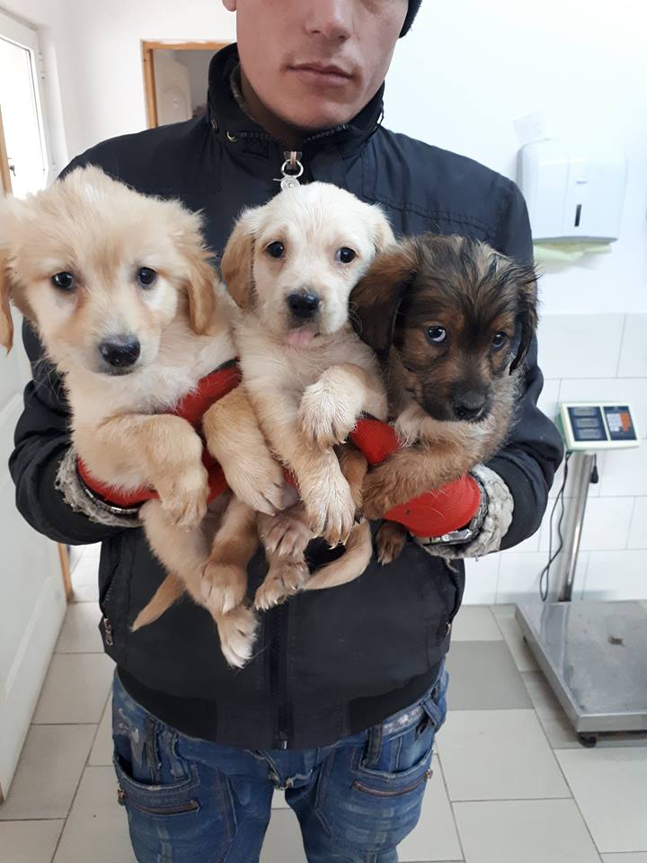 BINGO - magnifique mâle croisé golden retriever sable de taille moyenne adulte, né en octobre 2018. (PASCANI) - REMEMBER ME LAND - DECEDE Buck411