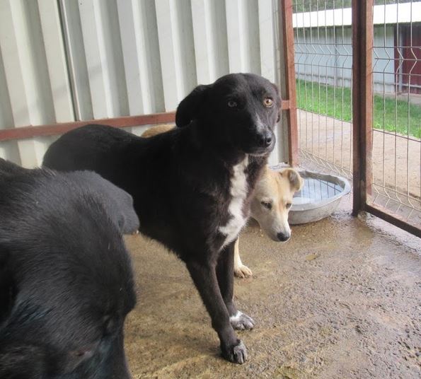 CACHOU - MARLEY (ex CACHOU) - ** PLUS DE 2 ANS DE BOX ** femelle croisée, sociable et amicale de taille moyenne, née en 2014 ( PASCANI )  REMEMBER ME LAND - Adoptée par Christiane (Belgique) - Page 2 Cachou12