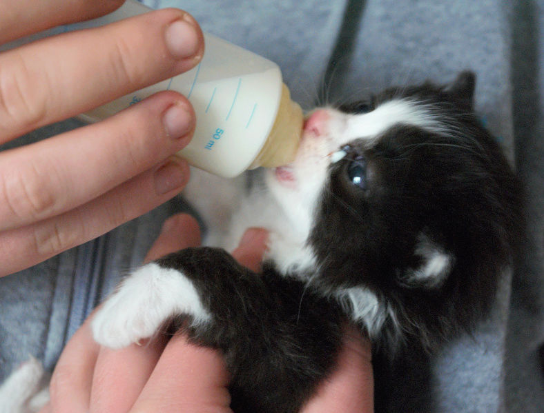 OREO - chaton mâle noir et blanc né en avril 2018 - adopté par Marleen (84) Chaton14