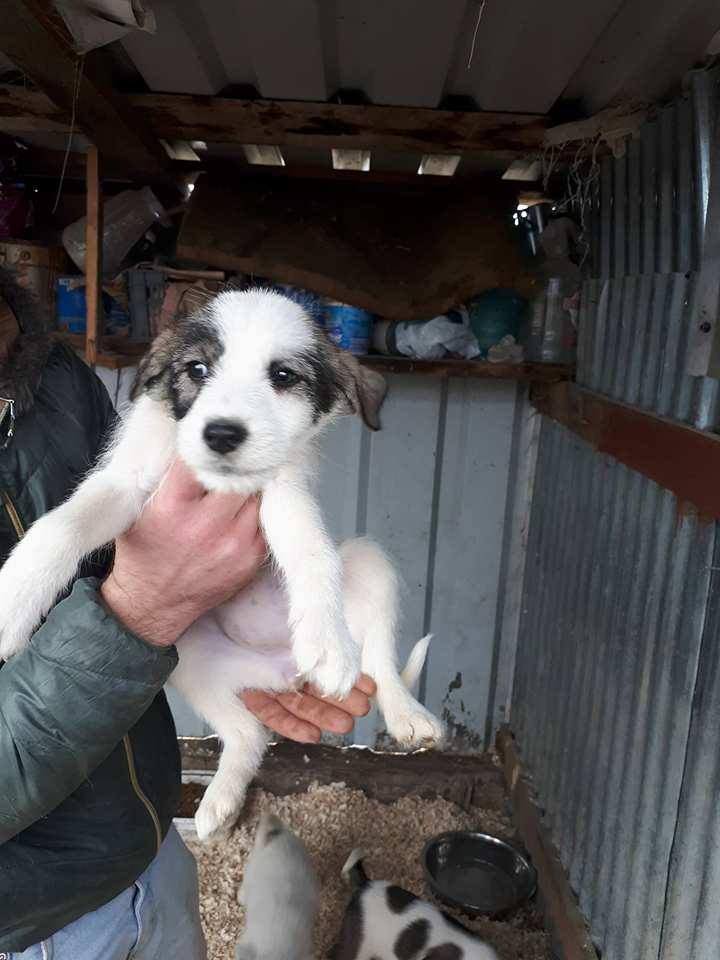 JUNE (ex COQUINE) - chiot femelle, taille moyenne adulte, née environ septembre 2017 - REMEMBER ME LAND - Adoptée par Ingrid ( Belgique) Coquin12