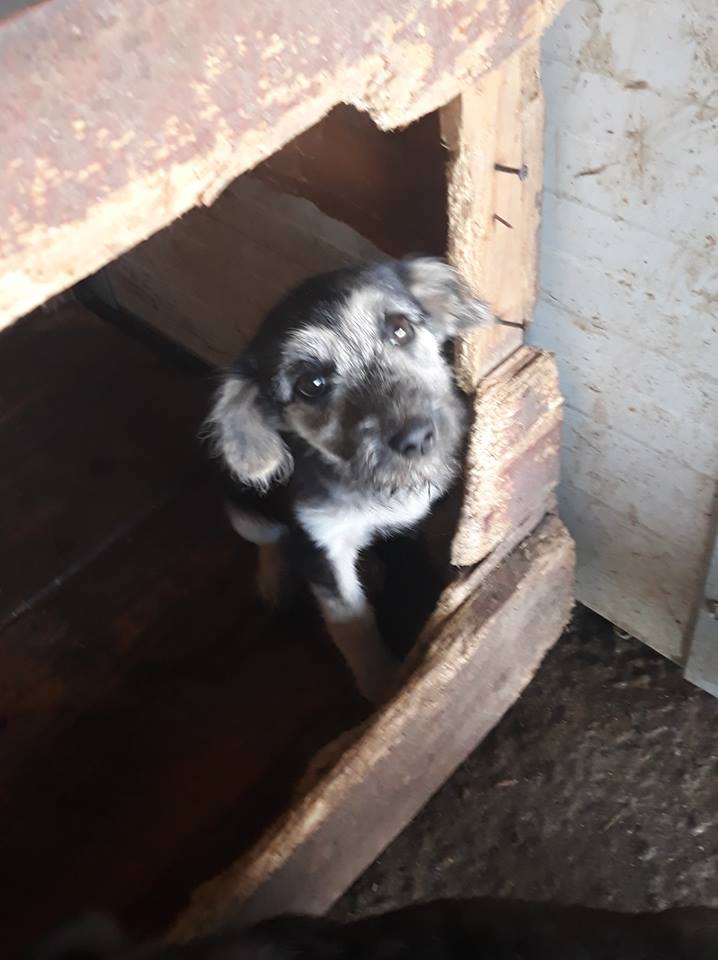 DAISY - femelle croisée griffon taille moyenne adulte née environ mars 2018 - REMEMBER ME LAND - Adoptée par Véronique(Belgique) Daisy110