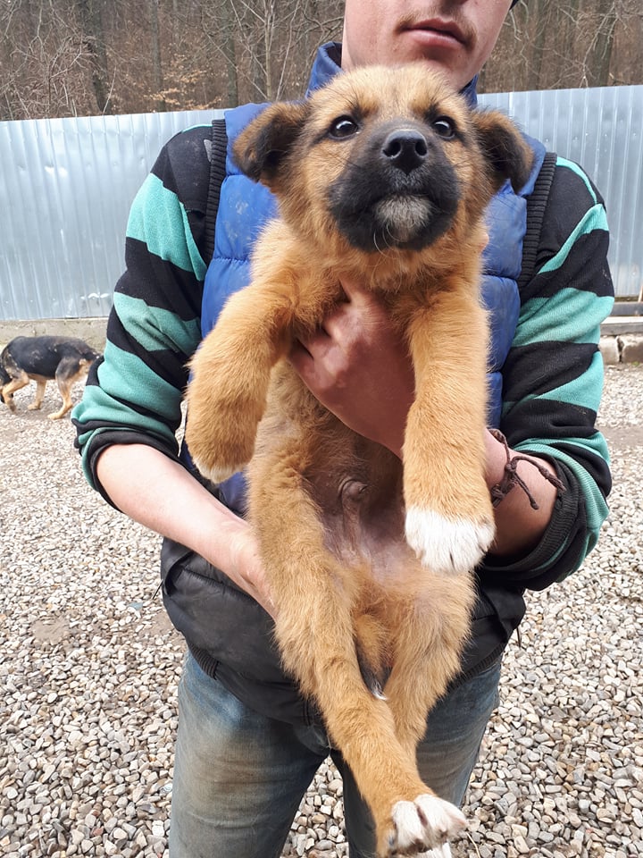 DREAM - chiot mâle croisé de taille moyenne adulte né en décembre 2017 - REMEMBER ME LAND,  ADOPTE PAR MARYCAY(BELGIQUE) Dream110