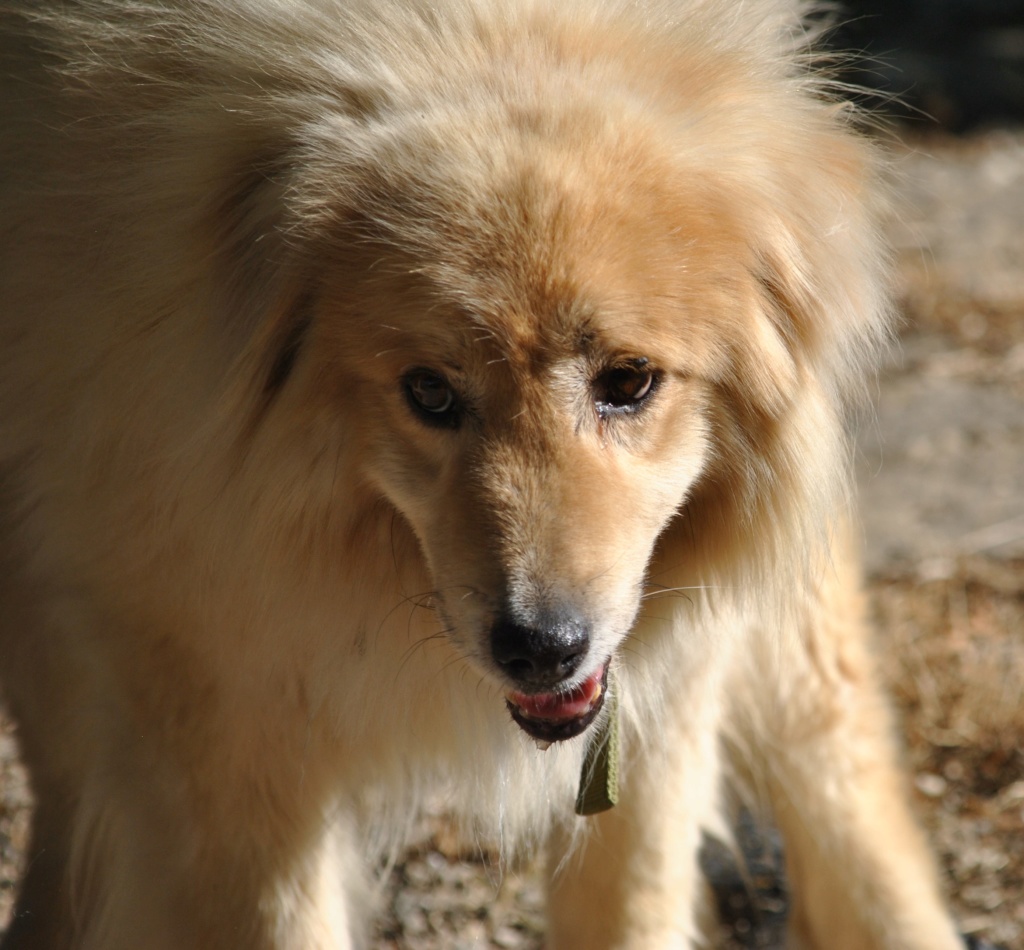 POUFFY - Mâle croisé golden retriever / chow chow taille moyenne - Né environ en juin 2007 - adopté par Alizée (63) - décédé - Page 2 Dsc_0019