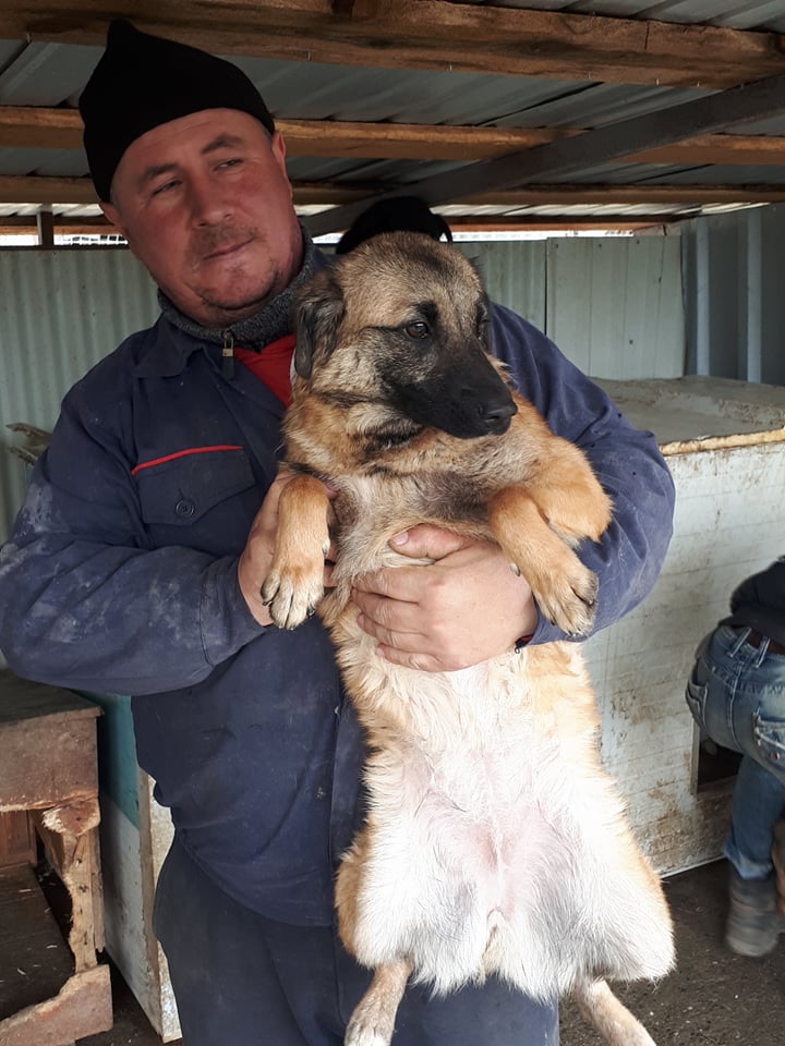 FAUVE - femelle, croisée malinois, taille petite à moyenne, née janvier 2017 (PASCANI) - REMEMBER ME LAND - Adoptée par Dora et Jean-Baptiste (75) - Page 2 Fauve10