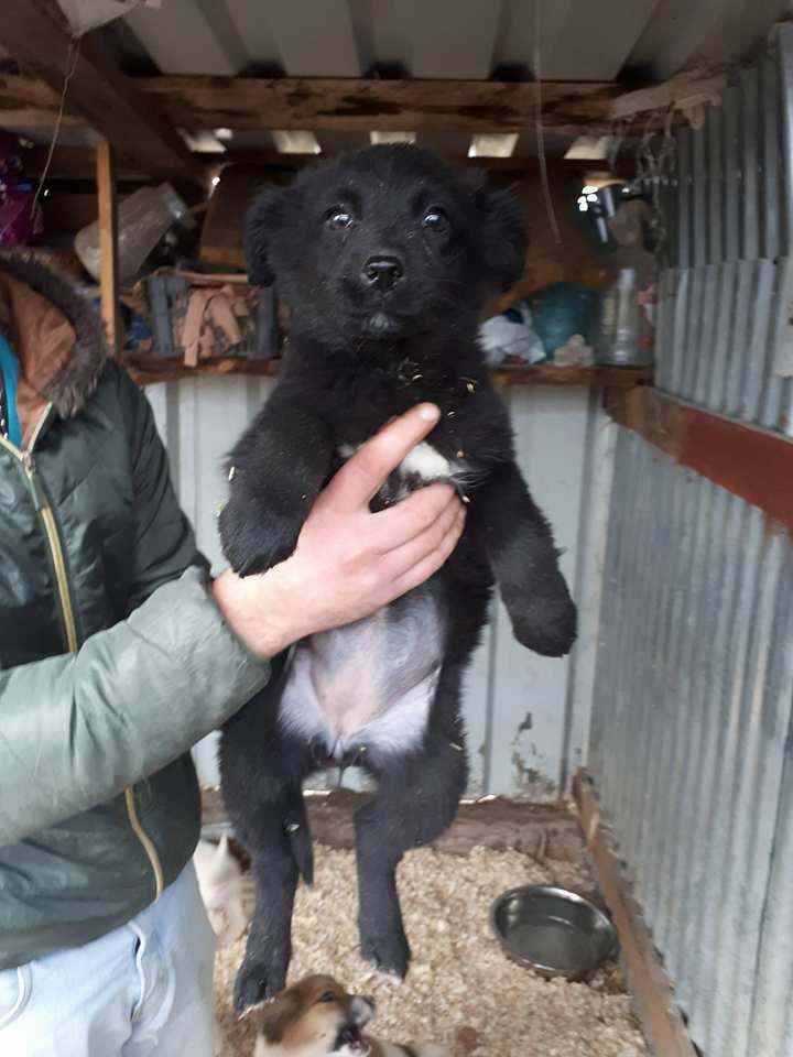 KIRA (ex FRIPOUILLE) - chiot femelle noire croisée taille petite à moyenne adulte née en août 2017 - Adopté par Léa (95) Fripou11