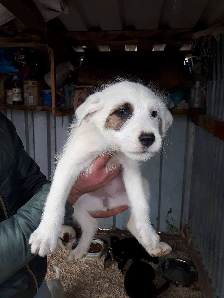 GAMINE - chiot femelle tachetée croisée taille moyenne adulte née en août 2017 - en FA chez Lucian - décédée Gamine11