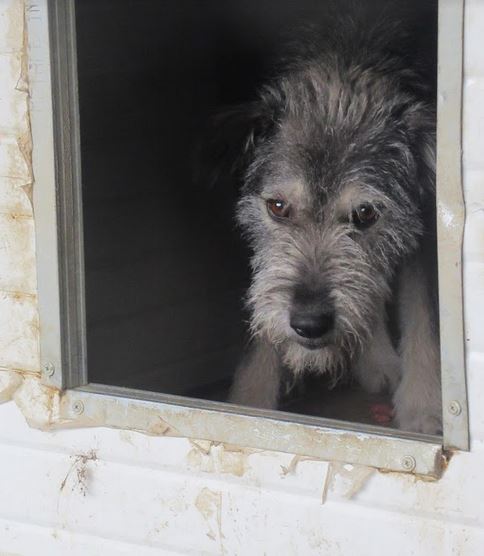  RUBY (ex GITANE) !! PLUS DE 3 ANS DE BOX !! femelle croisée de taille moyenne, née environ en 2015 - REMEMBER ME LAND - ADOPTEE PAR SAMY et GWENDOLINE (73) Gitane11