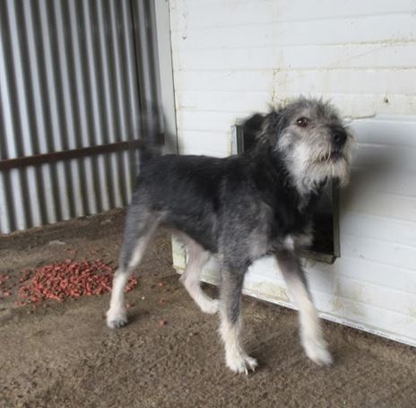  RUBY (ex GITANE) !! PLUS DE 3 ANS DE BOX !! femelle croisée de taille moyenne, née environ en 2015 - REMEMBER ME LAND - ADOPTEE PAR SAMY et GWENDOLINE (73) Gitane12