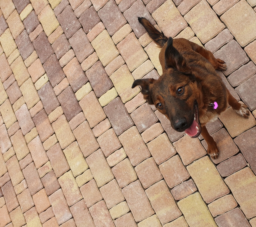 GALLY (ex ROSETTE) - chiot femelle, de taille petite à moyenne à l'âge adulte - née environ en mi avril 2020 - Adoptée par Pauline (42) Inked510