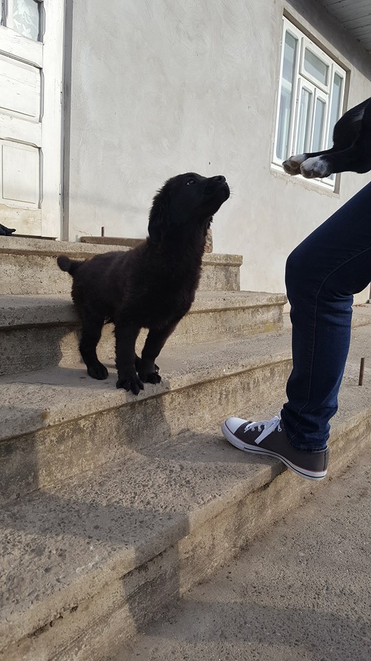  SIRIUS (KENT) - chiot mâle croisé de taille petite à moyenne adulte né en novembre 2017 - REMEMBER ME LAND - Adopté par Céline (Belgique)  Kent10