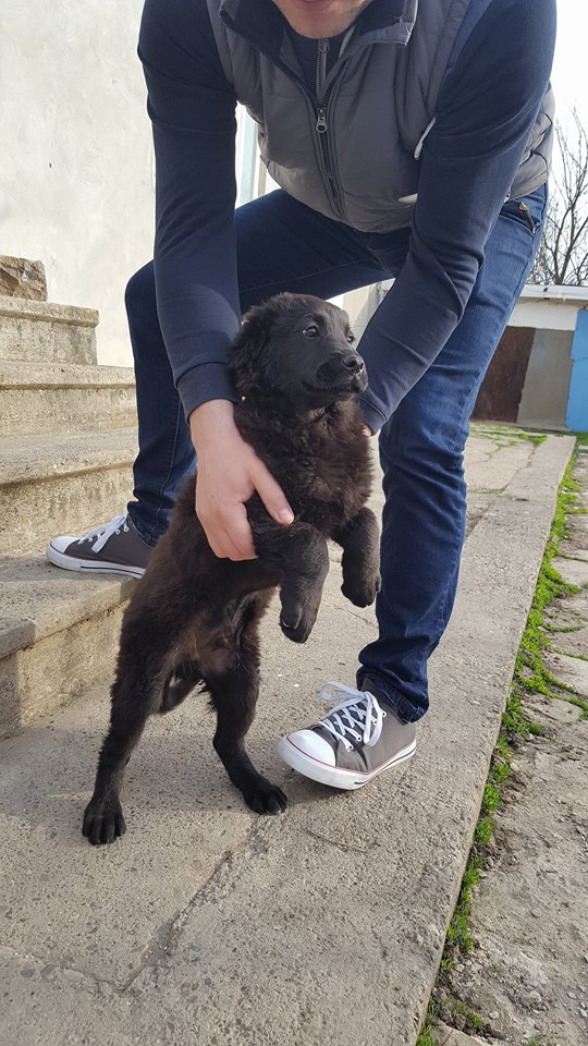  SIRIUS (KENT) - chiot mâle croisé de taille petite à moyenne adulte né en novembre 2017 - REMEMBER ME LAND - Adopté par Céline (Belgique)  Kent510