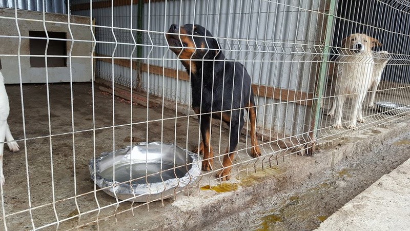 KENZA - femelle Rottweiler de grande taille, née environ en février 2010 (PASCANI) - REMEMBER ME LAND - ADOPTEE PAR LAURENCE (58) Kenza210