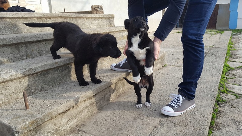  SIRIUS (KENT) - chiot mâle croisé de taille petite à moyenne adulte né en novembre 2017 - REMEMBER ME LAND - Adopté par Céline (Belgique)  Lois_k10