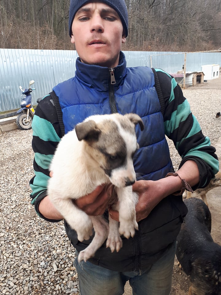 PACO - chiot mâle croisé de taille moyenne adulte né environ janvier 2018 - adopté par Vincent (Belgique)  Paco10